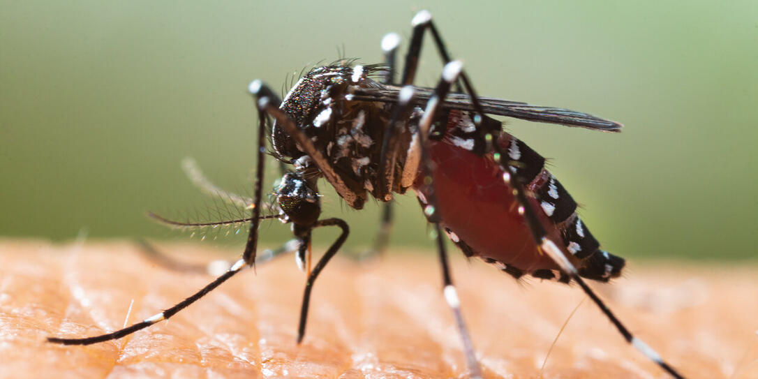 Aedes albopictus Mosquito. Super macro close up a Mosquito sucking human blood,
