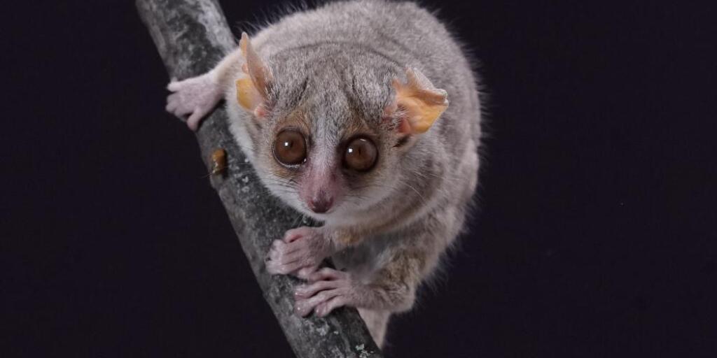 Die Grauen Mausmakis sehen mit ihren kugeligen Augen überraschend scharf. Zu verdanken haben sie dies mit Neuronen vollgepackten visuellen Recheneinheiten.