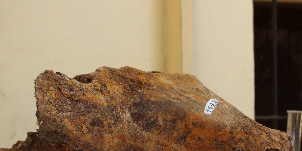 Schädel eines Höhlenbären aus dem Naturhistorischen Museum Belgrad. Schädel eines Höhlenbären aus dem Naturhistorischen Museum Belgrad.