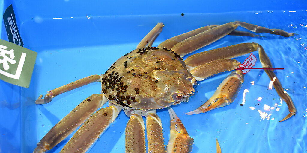 Diese Schneekrabbe wurde für rund 46'000 Franken verkauft. Das Fleisch dieser Krabbenart gilt als besonders delikat.