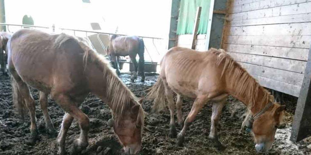 Dieses Pferd im Stall des verurteilten Tierquälers ist wie zahlreiche Leidensgenossen bis auf die Knochen abgemagert.