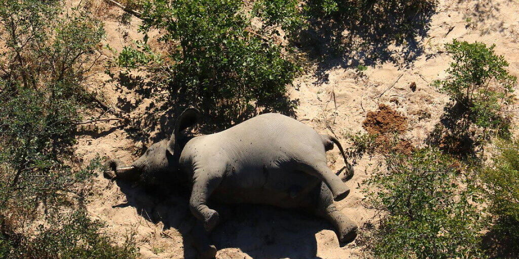 Einer von etwa 350 Elefanten-Kadavern in Botswana. Die Ursache für das Massensterben der Dickhäuter ist ein Rätsel.