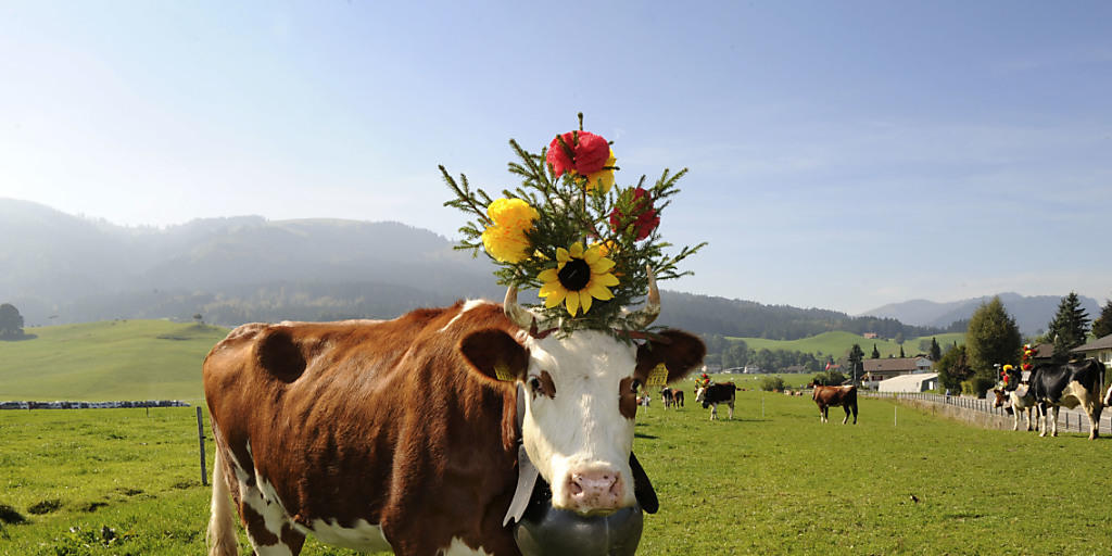 Kuhglocken gehören zum Brauchtum und sind auf Alpen sinnvoll, um entlaufene Tiere zu finden. Auf eingezäunten Weiden braucht es sie nicht, entschied jüngst das Baurekursgericht des Kantons Zürich Kuhglocken gehören zum Brauchtum und sind auf Alpen sinnvoll, um entlaufene Tiere zu finden. Auf eingezäunten Weiden braucht es sie nicht, entschied jüngst das Baurekursgericht des Kantons Zürich
