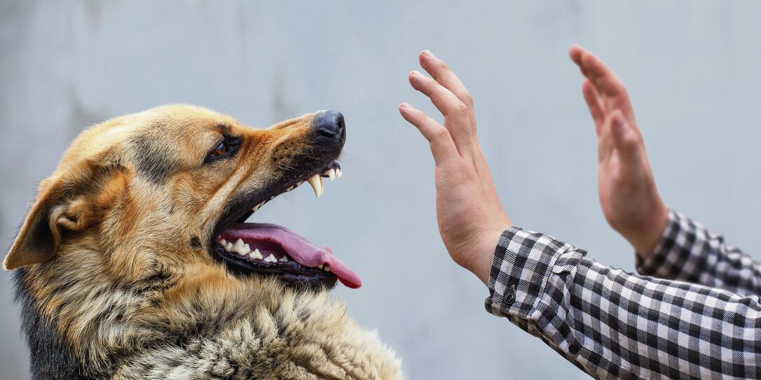 A male German shepherd bites a man A male German shepherd bites a man