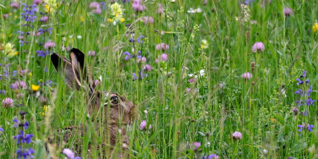 Der Feldhase findet im Mittelland immer seltener Lebensraum. Die Art steht auf der Roten Liste der gefährdeten Säugetiere der Schweiz. Der Feldhase findet im Mittelland immer seltener Lebensraum. Die Art steht auf der Roten Liste der gefährdeten Säugetiere der Schweiz.