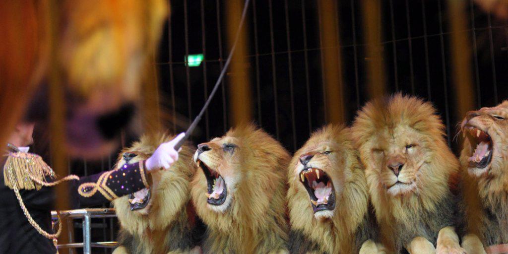 Der Circus Royal preist die Löwen-Nummer als Programm-Highlight an - für die Tierschützer ist sie Tierquälerei. (Symbolbild)