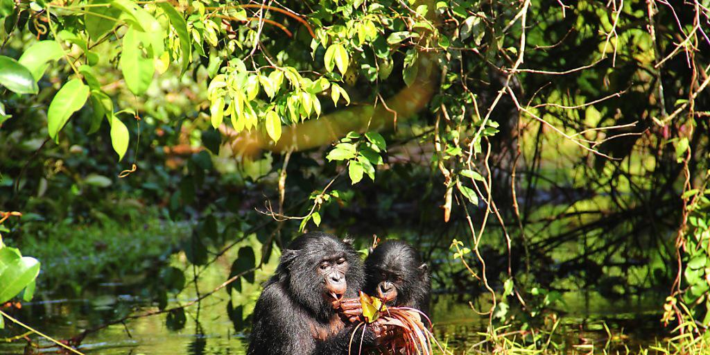 Während des Fressens und in vielen anderen Situationen stossen wilde Bonobos Piepser aus, die der Kommunikation von Menschenbabys gleichen. (Foto: Handout)