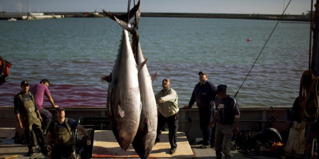 Thunfisch-Fang in Spanien: EU legt Fangquoten fest (Symbolbild) Thunfisch-Fang in Spanien: EU legt Fangquoten fest (Symbolbild)