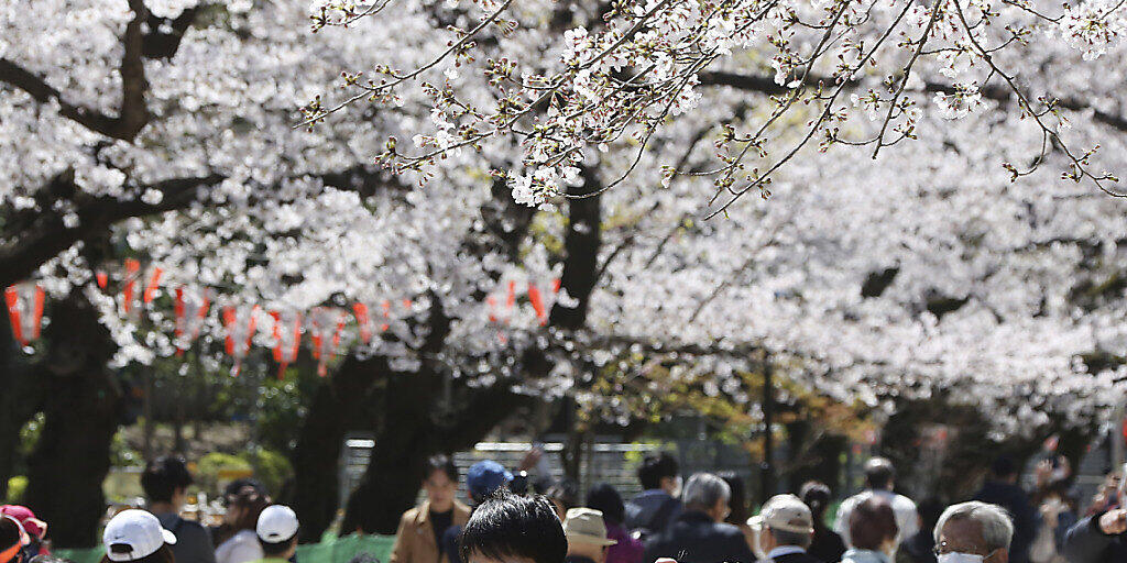 Das Corona-Virus trübt die Wirtschaftsstimmung in Japan massiv ein. Sie ist so tief wie zuletzt nach der Tsunami-Katastrophe. Im Bild: Besucher mit Mundschutz unter blühenden Kirschbäumen im Ueno Park in Tokio.