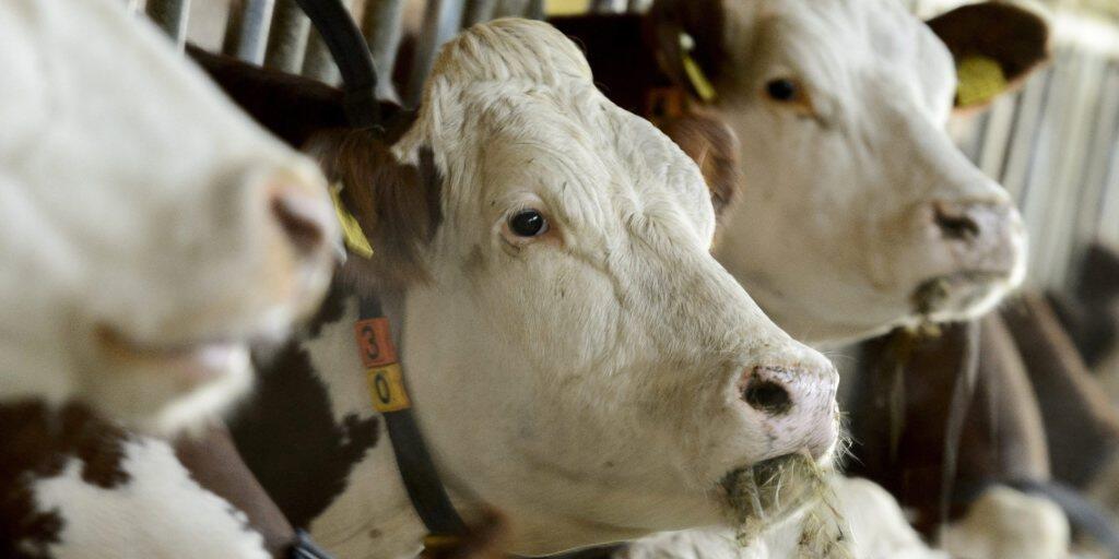 Auch bei der Klimabilanz der Viehwirtschaft gibt es Verbesserungspotenzial (Archiv)