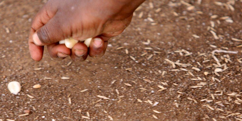 Im südlichen Afrika spitzt sich die Versorgungslage zu. 45 Millionen Menschen sind wegen Dürren, Überflutungen und auch Misswirtschaft von akuter Hungersnot bedroht, warnte das Welternährungsprogramm (WFP) der Vereinten Nationen am Donnerstag. (Symbolbild) Im südlichen Afrika spitzt sich die Versorgungslage zu. 45 Millionen Menschen sind wegen Dürren, Überflutungen und auch Misswirtschaft von akuter Hungersnot bedroht, warnte das Welternährungsprogramm (WFP) der Vereinten Nationen am Donnerstag. (Symbolbild)
