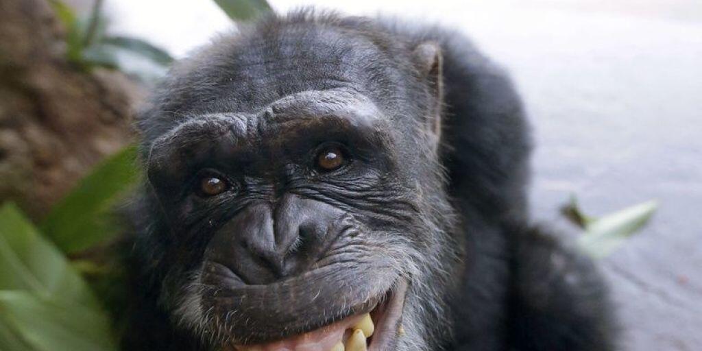Schimpansen können sich bis zu sieben Arbeitsschritte merken - etwa so viel wie ein Erstklässler. (Archivbild)