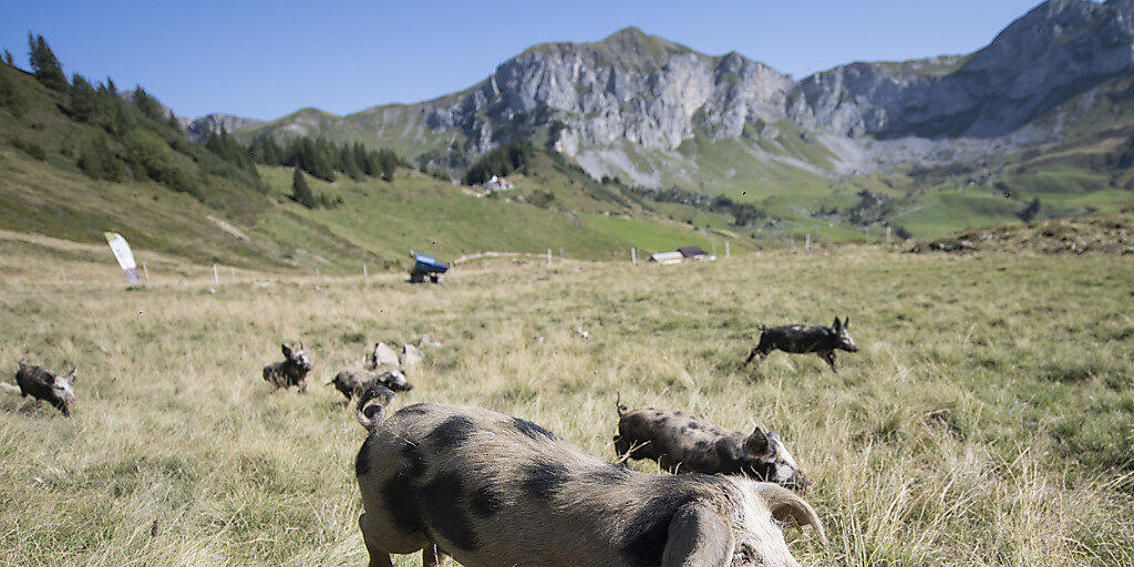 Nicht alle Schweine geniessen eine so artgerechte Haltung wie diese auf der Alp Selez im Kanton Uri. (Archivbild) Nicht alle Schweine geniessen eine so artgerechte Haltung wie diese auf der Alp Selez im Kanton Uri. (Archivbild)