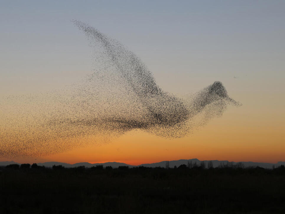 Eine Starenschar verhilft dem Fotografen Daniel Biber zum Sieg im Wettbewerb der Vogelwarte Sempach.