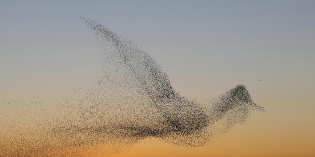 Eine Starenschar verhilft dem Fotografen Daniel Biber zum Sieg im Wettbewerb der Vogelwarte Sempach.