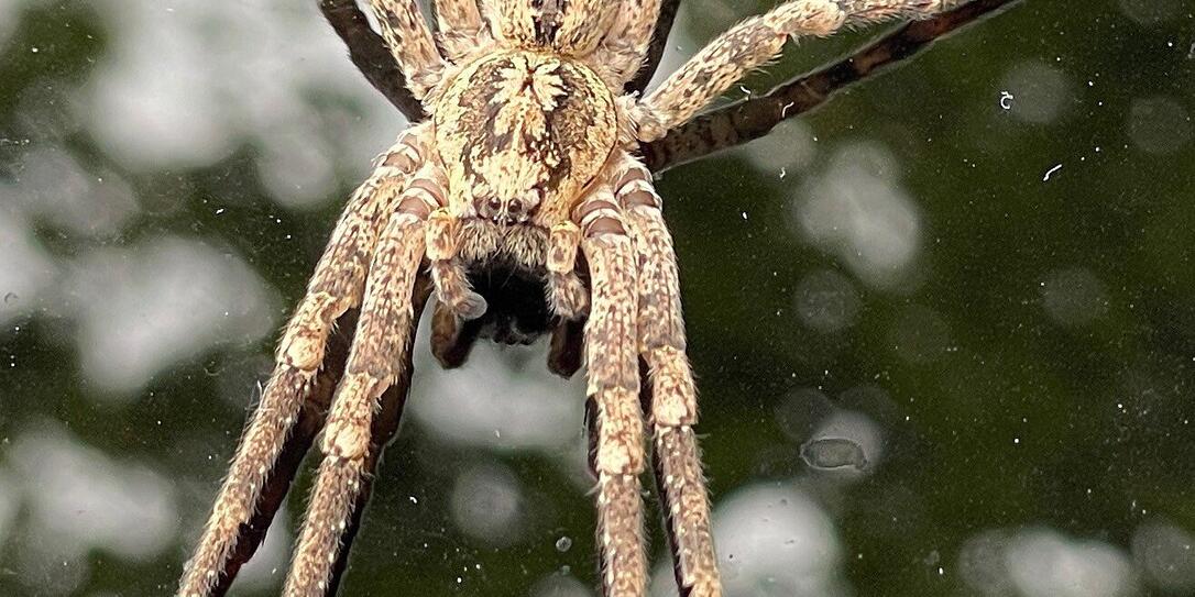 Curly jade spider or nosferatus spider Curly jade spider or nosferatus spider
