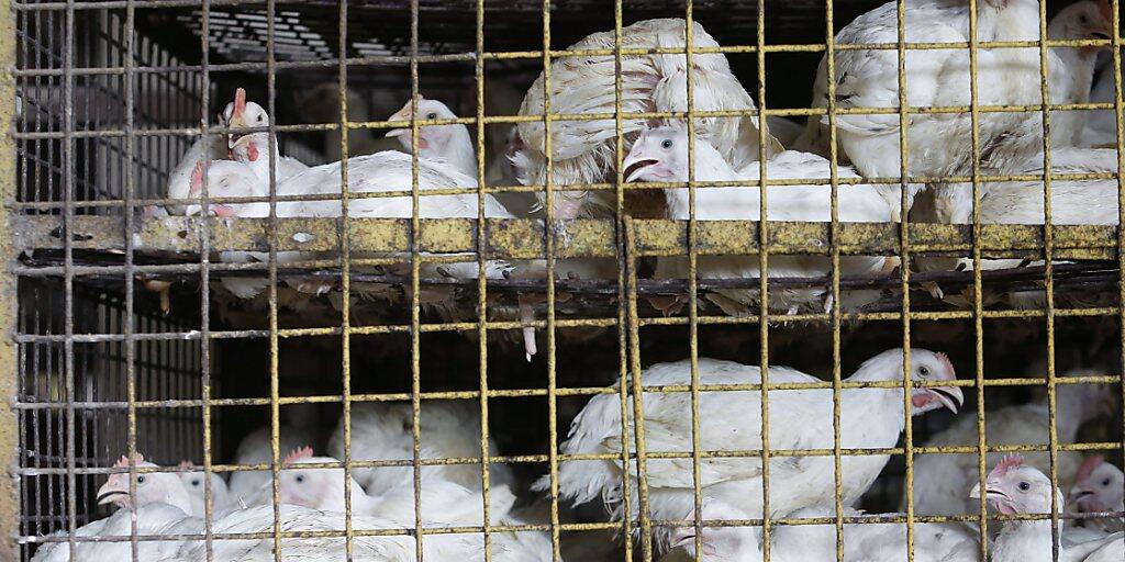 In China soll der Verkauf von lebendem Geflügel schrittweise verboten werden. (Archivbild)