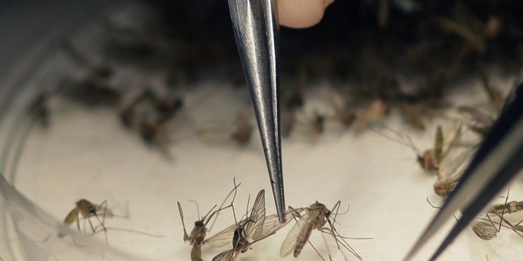 Das Zika-Virus wird von Mücken übertragen und ist für Schwangere ein Risiko. (Archiv)