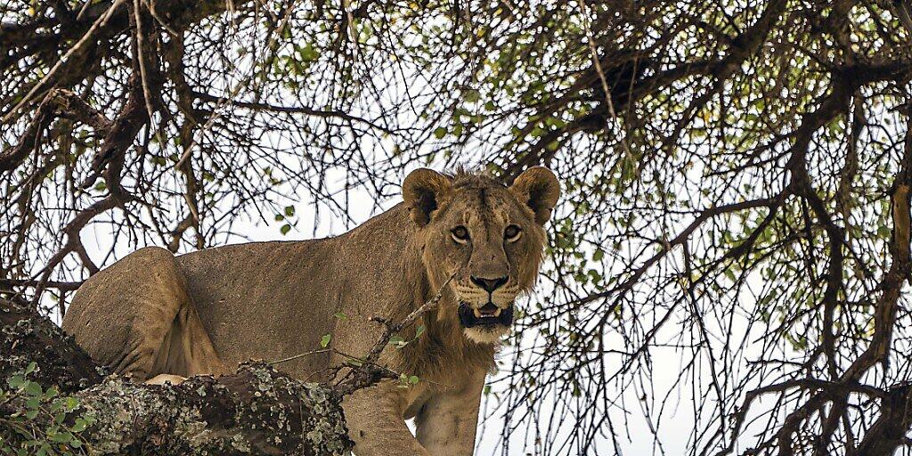 Ein junger Löwe auf einem Baum im Tarangire National Park in Tansania. (Archivbild) Ein junger Löwe auf einem Baum im Tarangire National Park in Tansania. (Archivbild)