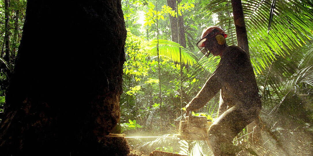 Deforestation in the Amazon	 Deforestation in the Amazon	