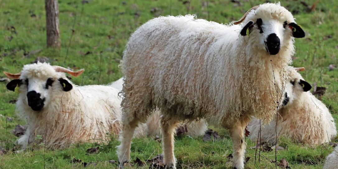 Thône et Marthold" sheep 1/6 Thône et Marthold" sheep 1/6