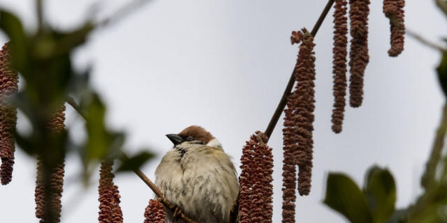 Ein Spatz geniesst das Leben in einem Garten in Meggen (Archiv)