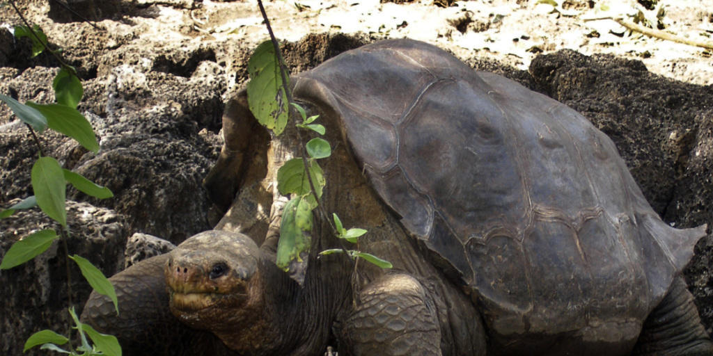 Der einsame George auf einem Foto von 2008. Die Riesenschildkröte wurde nach seinem Tod 2012 präpariert und wird nun in seiner Heimat ausgestellt. (Archiv) Der einsame George auf einem Foto von 2008. Die Riesenschildkröte wurde nach seinem Tod 2012 präpariert und wird nun in seiner Heimat ausgestellt. (Archiv)