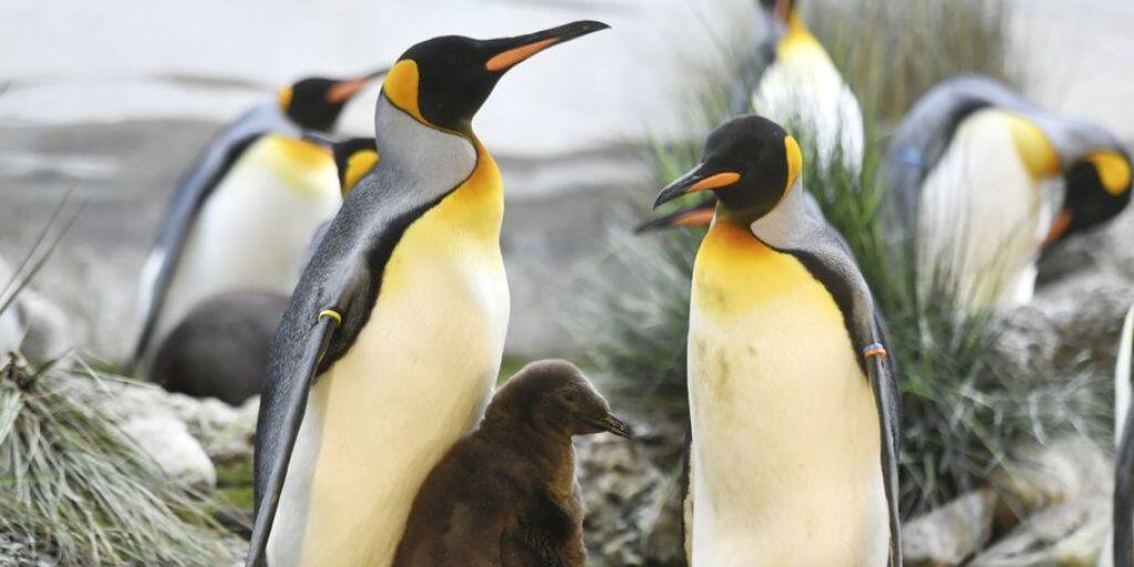 Pinguin-Familie im Zoo Zürich. Im Berliner Zoo versucht derweil ein schwules Pinguin-Pärchen, eine Regenbogenfamilie zu gründen. Die beiden Väter brüten abwechselnd das Ei einer Kollegin. (Symbolbild)