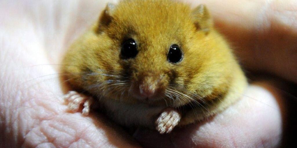 Was empfindet wohl diese Maus? Neugier, Staunen oder gar Angst? Forscher haben gelernt, die Mimik von Mäusen zu lesen, indem sie deren Hirnströme mit gleichzeitigen Veränderungen im Gesicht abglichen. (Symbolbild)