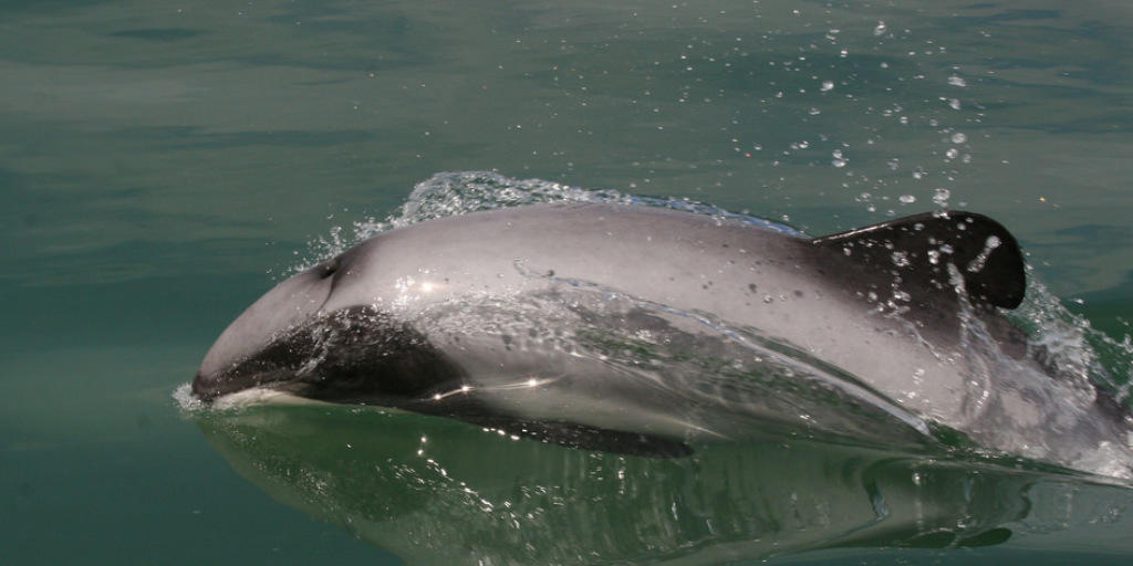 Der Maui-Delfin ist stark vom Aussterben bedroht. Weltweit gibt es weniger als 50 Tiere.