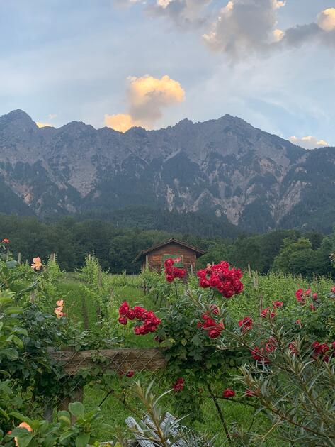 Impression vom Abendspaziergang am Rande von Schaan