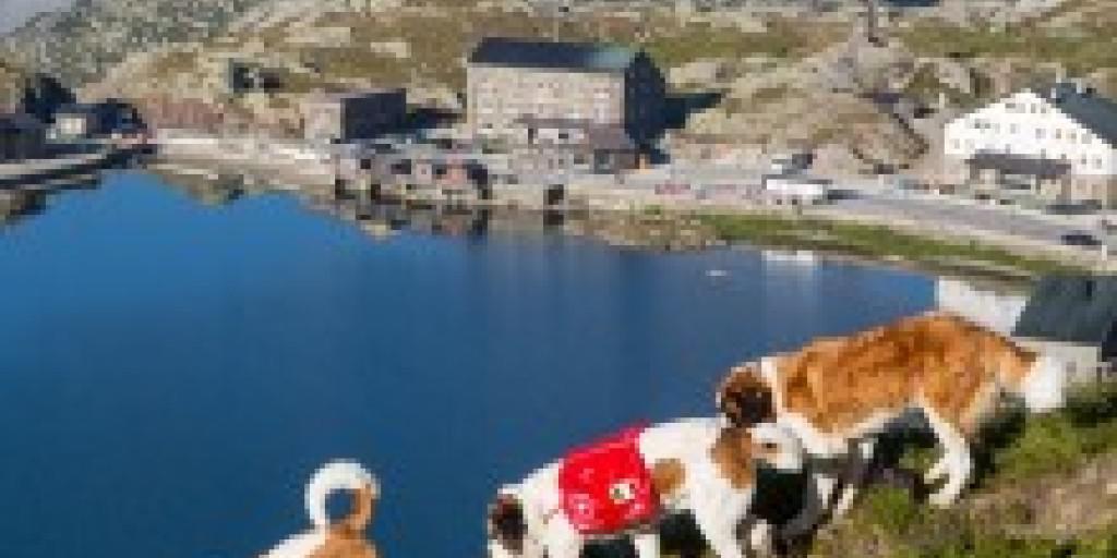 Der Alpabzug der Bernhardiner-Hunde ist eine Touristen-Attraktion geworden (Bild: Fondation Barry)