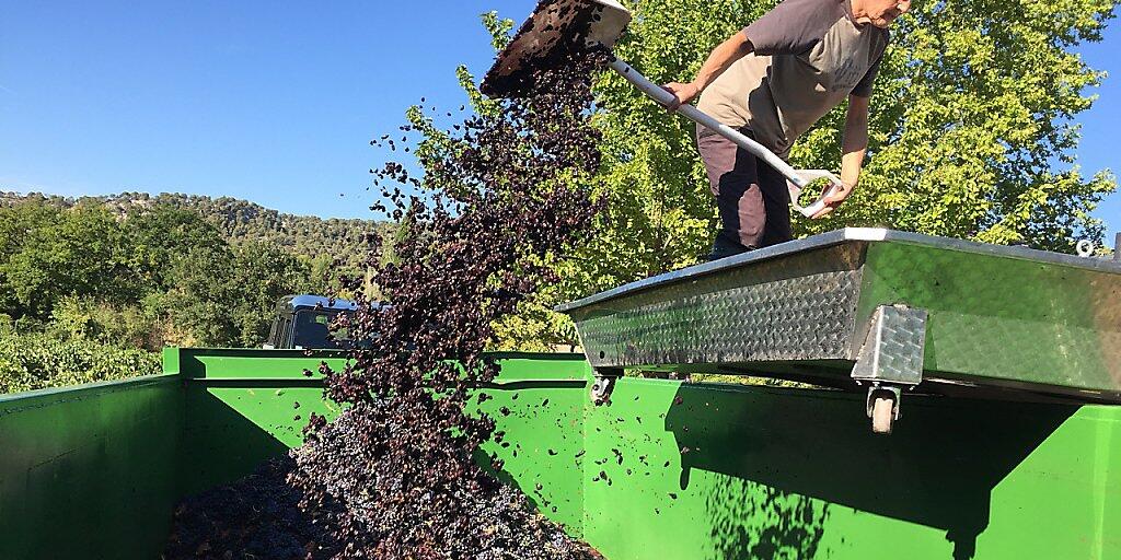 In Frankreich wird heuer mit einer ertragreichen Weinernte gerechnet. (Archivbild)