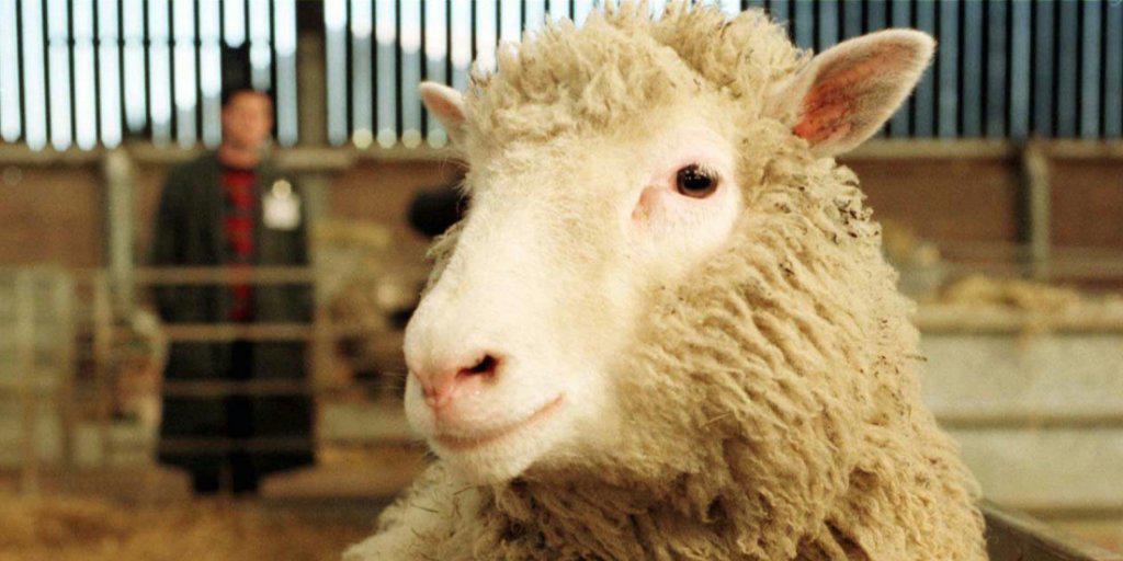 Das erste geklonte Schaf Dolly - damals sieben Monate alt - im Februar 1997. Nur sechs Jahre später starb das berühmte Schaf an einer Lungenkrankheit. (Archivbild)