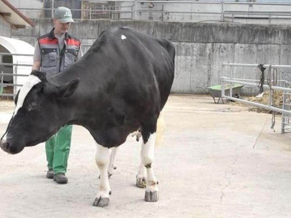 Die Kuh "Haiti" von Markus Wyss in Grasswil BE ist bald 20-jährig und die lebende Kuh mit der höchsten Milch-Lebensleistung.