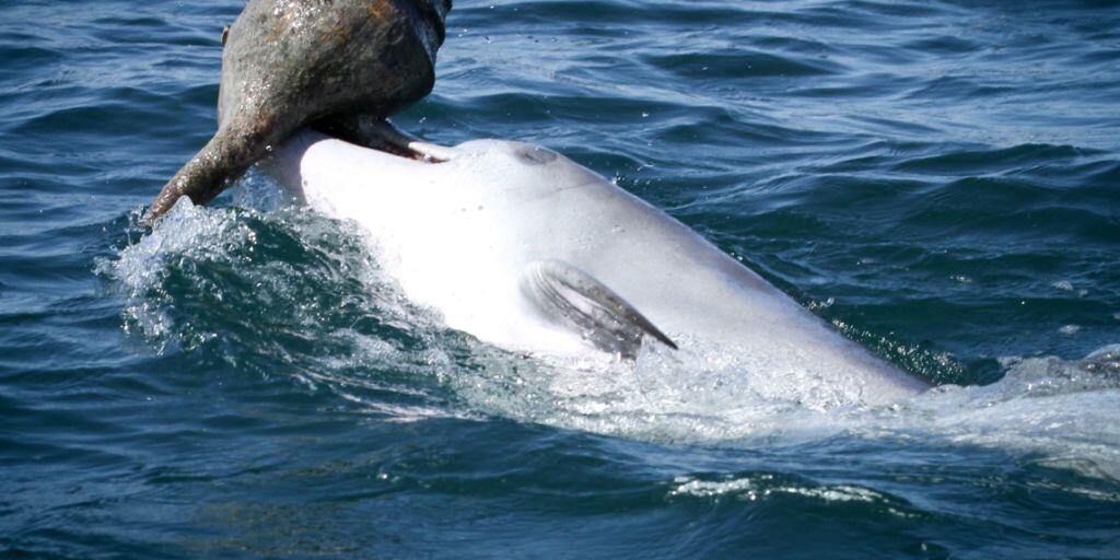 Neue Technik zum Beutefang: Delfine bringen beim sogenannten "Shelling" Gehäuse von Riesenschnecken an die Wasseroberfläche und schütteln sich die darin versteckte Beute ins Maul.