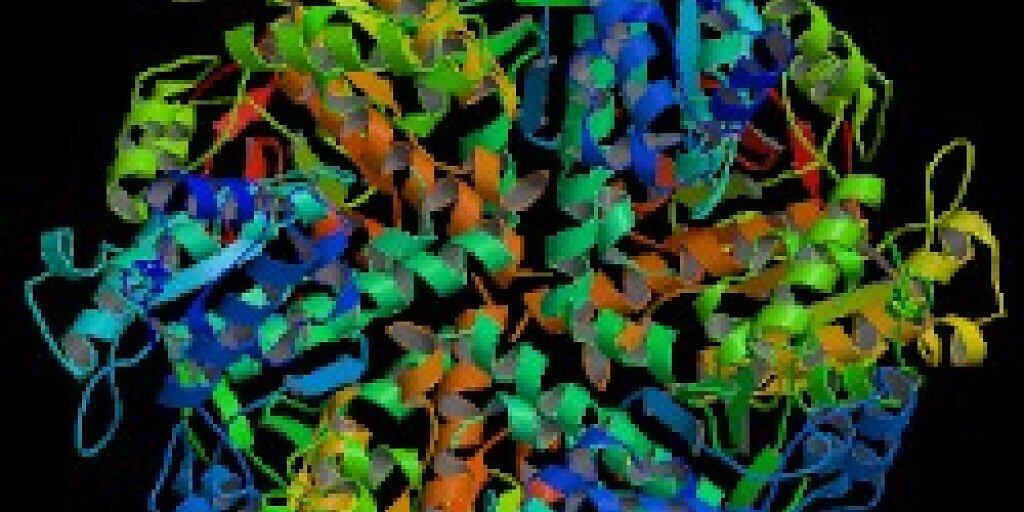 Kristallstruktur eines Rad51-Filaments. Das Protein Rad51 spielt eine wichtige Rolle bei der Verhinderung von vorzeitiger Zellalterung, haben Lausanner Forscher herausgefunden. Kristallstruktur eines Rad51-Filaments. Das Protein Rad51 spielt eine wichtige Rolle bei der Verhinderung von vorzeitiger Zellalterung, haben Lausanner Forscher herausgefunden.