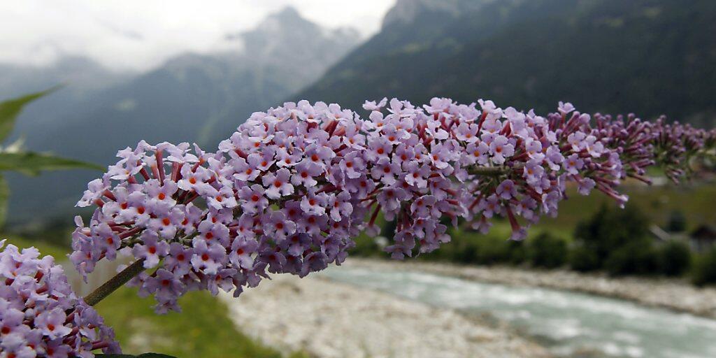 Schön fürs Auge, schlecht für die Biodiversität: Der Bundesrat will den Verkauf von invasiven Neophyten wie dem Sommerflieder verbieten. (Archivbild) Schön fürs Auge, schlecht für die Biodiversität: Der Bundesrat will den Verkauf von invasiven Neophyten wie dem Sommerflieder verbieten. (Archivbild)
