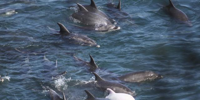 Delphine tummeln sich in Taiji (Archiv) Delphine tummeln sich in Taiji (Archiv)