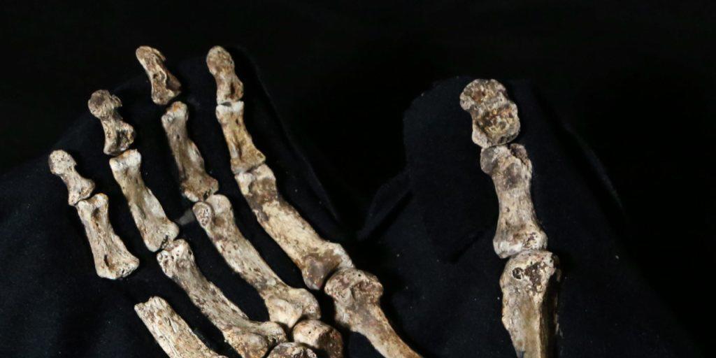 Geschickt genug für Werkzeuge, aber auch zum Klettern geeignet: Die Hände des Urmenschen Homo naledi. Geschickt genug für Werkzeuge, aber auch zum Klettern geeignet: Die Hände des Urmenschen Homo naledi.