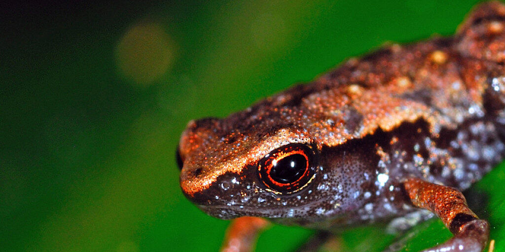 Einige der in den letzten Jahren auf Madagaskar neu entdeckten Froscharten sind nur acht bis neun Millimeter gross.