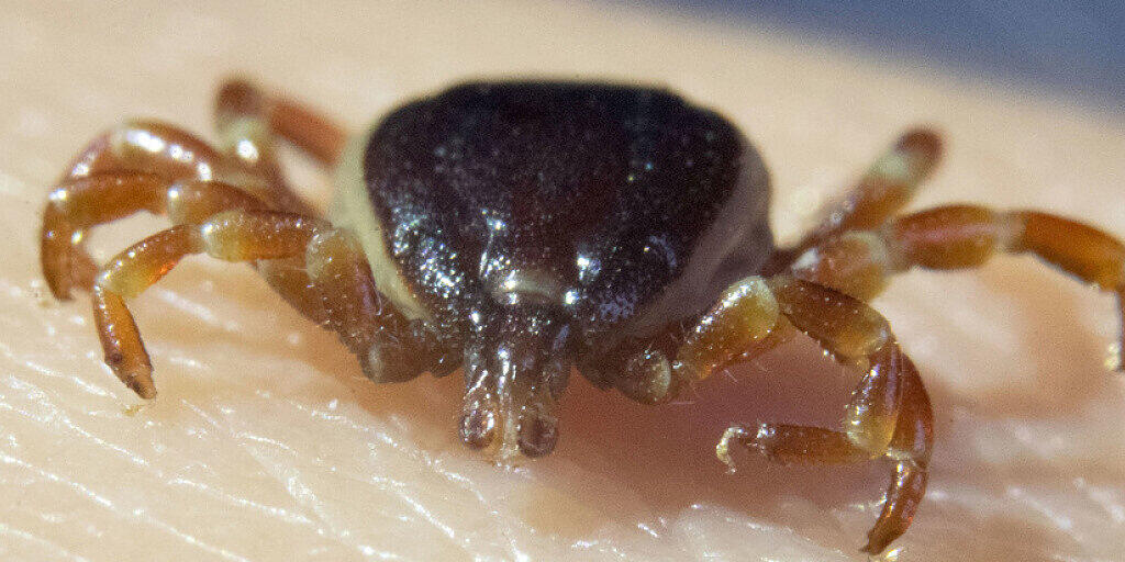 Eine tote Hyalomma marginatum sitzt in der Parasitologie der Universität Hohenheim auf der Hand einer Doktorandin. Der Klimawandel führt dazu, dass sich dieser tropische Bösewicht in Mitteleuropa immer wohler fühlt. 2020 ist schon jetzt ein "Zecken-Superjahr", auch ohne die Hyalomma. (Archivbild) Eine tote Hyalomma marginatum sitzt in der Parasitologie der Universität Hohenheim auf der Hand einer Doktorandin. Der Klimawandel führt dazu, dass sich dieser tropische Bösewicht in Mitteleuropa immer wohler fühlt. 2020 ist schon jetzt ein "Zecken-Superjahr", auch ohne die Hyalomma. (Archivbild)