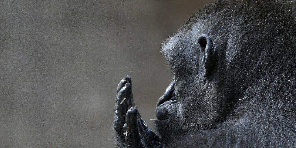 Gorilla Kijivu gönnt sich im Prager Zoo eine Zigarette. Als Pflanzenfresser hat ihm die Evolution einen stärker entwickelten Kehlkopf ermöglicht als den Fleischfressern, deshalb kann er differenziertere Laute von sich geben. (Archivbild)