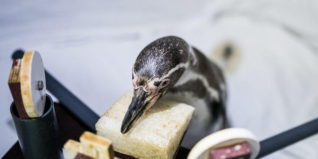 Ein Humboldt-Pinguin im Ozeanum Stralsund wartet konzentriert auf einen Ton, den er dann mit Antippen einer Scheibe quittiert. Für das Projekt "Hearing in Penguins" betätigen sich vier Pinguine als eifrige Forschungsassistenten. (zVg)