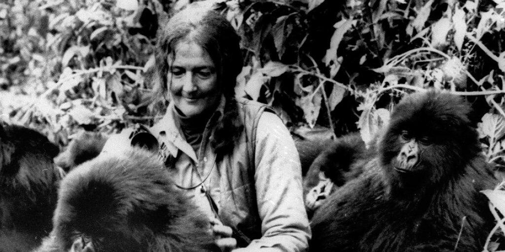 Dian Fossey (1932-1985) mit drei "ihrer" Berggorillas im Gebiet der Virunga-Vulkane in Ruanda in einer Archivaufnahme aus dem Jahr 1982. (Archivbild) Dian Fossey (1932-1985) mit drei "ihrer" Berggorillas im Gebiet der Virunga-Vulkane in Ruanda in einer Archivaufnahme aus dem Jahr 1982. (Archivbild)