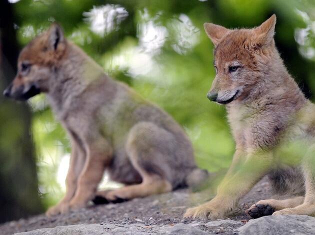Weiteres Wolfsrudel Mit Welpen Im Wallis Wirtschaftregional